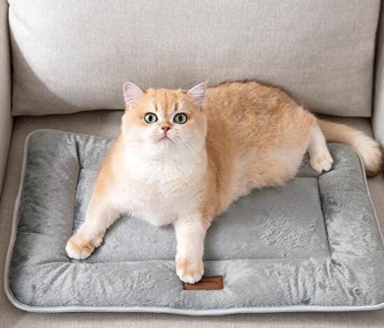Ringo